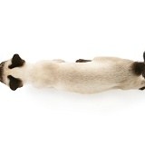 Siamese cat viewed from above