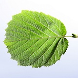Hazel leaf
