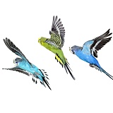 Budgerigar flock