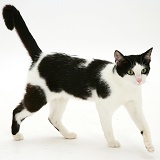 Black-and-white cat walking