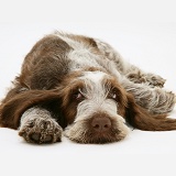 Brown Roan Spinone pup