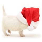 Westie pup with Santa hat