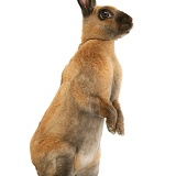 Sooty-fawn Dwarf Rex rabbit sitting tall