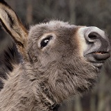Donkey making a funny face