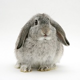 Silver Lop rabbit