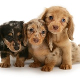 Three Dachshund pups