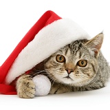 Tabby cat under a Santa hat