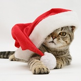 Tabby cat under a Father Christmas hat