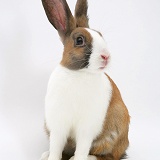 Fawn Dutch rabbit