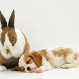 King Charles pup and Dutch rabbit