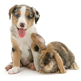 Border Collie pup and Dwarf Lop rabbit