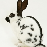 Old English Spotted rabbit