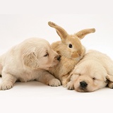 Baby sandy Lop rabbit with Golden Retriever pups