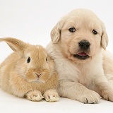 Baby sandy Lop rabbit with Golden Retriever pup