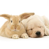 Baby sandy Lop rabbit with Golden Retriever pup
