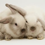Colourpoint baby Lop rabbits
