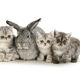 Silver Exotic kittens with silver Lop rabbit