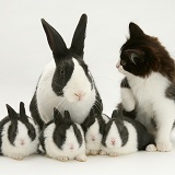 Black-and-white kitten and rabbits
