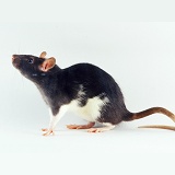 White-bellied black rat