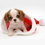 King Charles puppy in a Santa hat