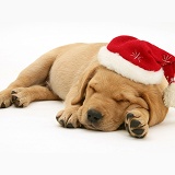 Retriever pup asleep with Santa hat