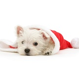 Westie pup in Santa hat