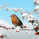 Robin on snowy Cotoneaster