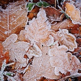 Hoar frost on fallen Oak and Birch leaves
