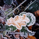 Hoar frost on Oak leaf resting on Bramble