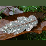 Raindrops on a fallen oak leaf in November
