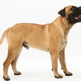 Bullmastiff standing