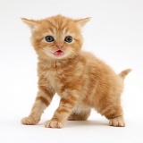 British shorthair red tabby kitten