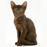 Brown Oriental-type kitten