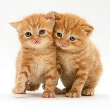 British shorthair red tabby kittens