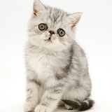 Silver Exotic shorthair kitten