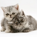 Smoke and silver Exotic shorthair kittens