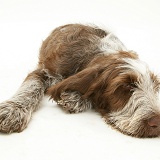 Brown Roan Spinone pup