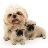Shih-Tzu bitch with her two Pugzu (Pug x Shih-Tzu) pups