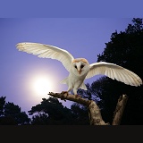 Barn Owl at moonrise