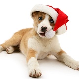 Border Collie pup chewing the bobble of his Santa hat