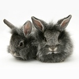 Baby silver Lionhead rabbits