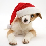 Border Collie pup with Santa hat on