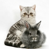 Exotic kitten with Lionhead rabbit