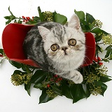 Exotic kitten in a festive sledge