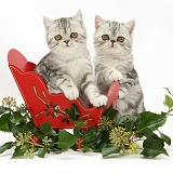 Exotic kittens in a festive sledge