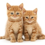 Red tabby British Shorthair kittens