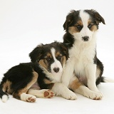 Tricolour Border Collie pups, brothers