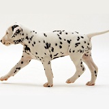 Dalmatian puppy walking