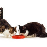 Cats eating from a bowl