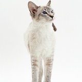 Lilac-point Siamese cat